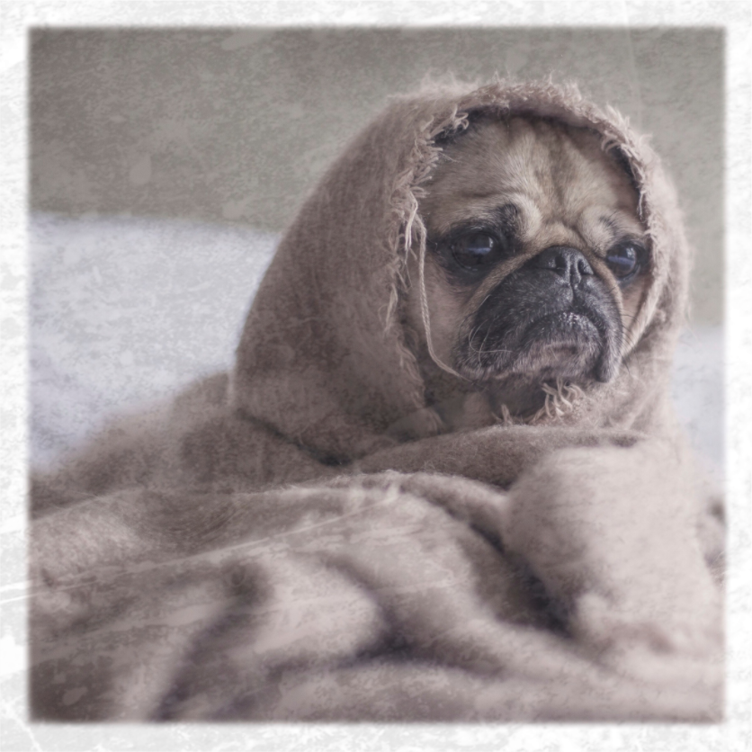 Cozy