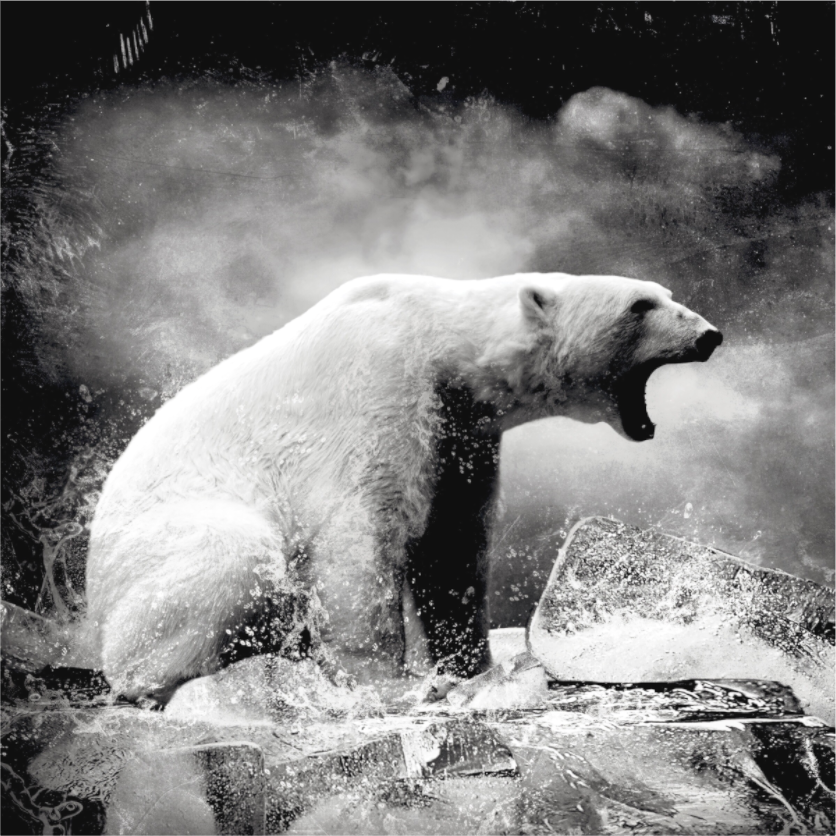 Polar bear