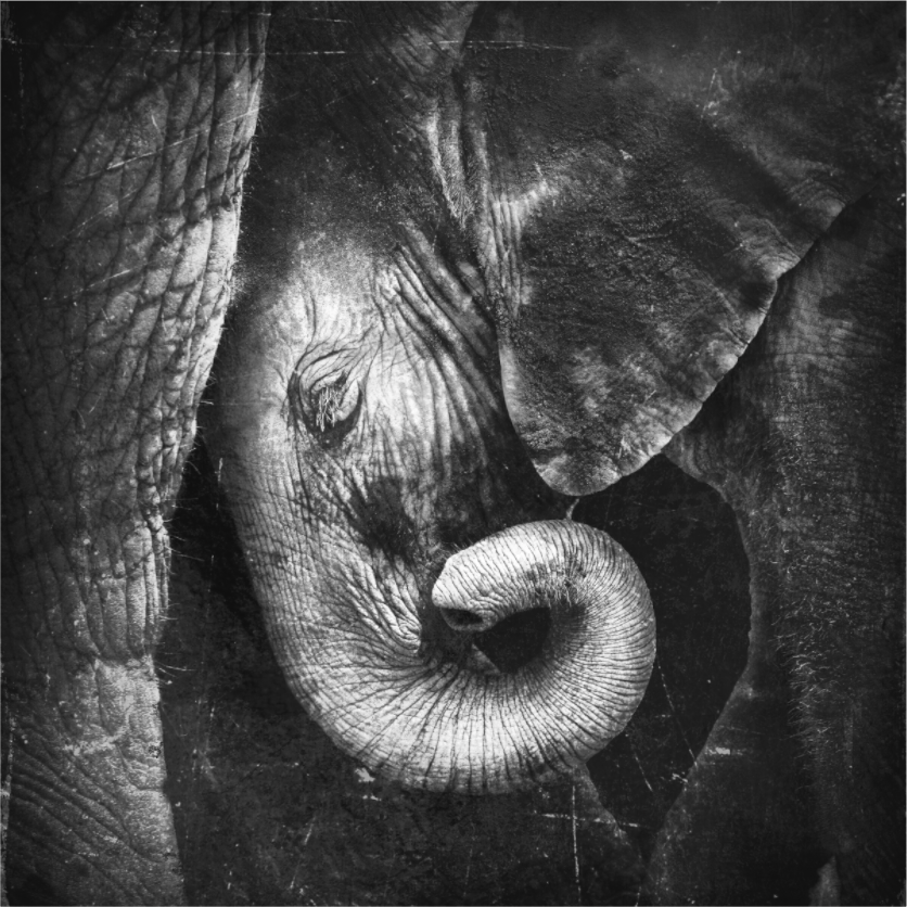 Baby Elephant