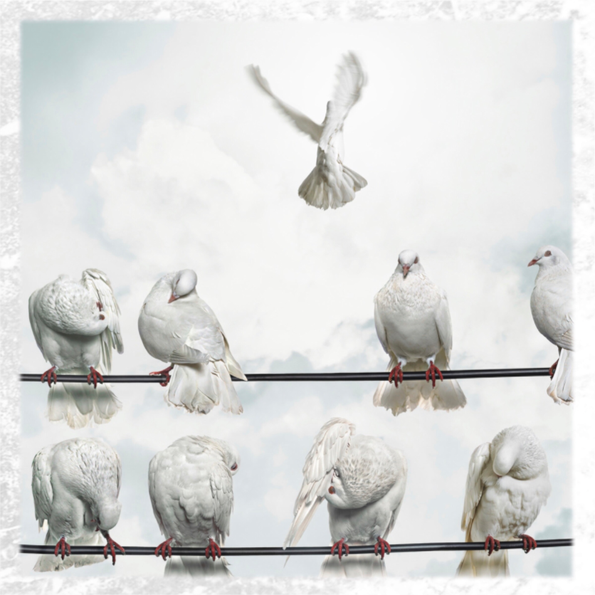 Dove of peace