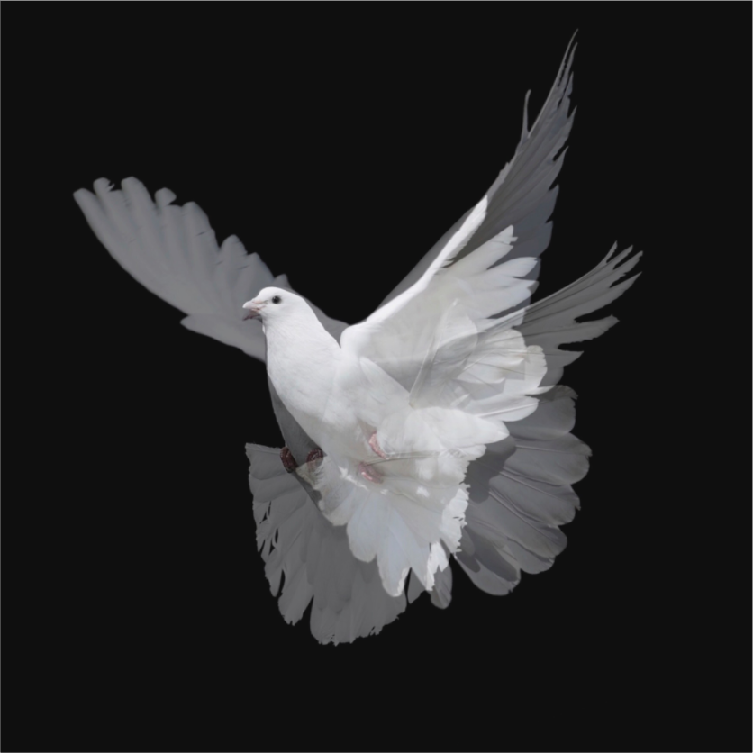 Dove