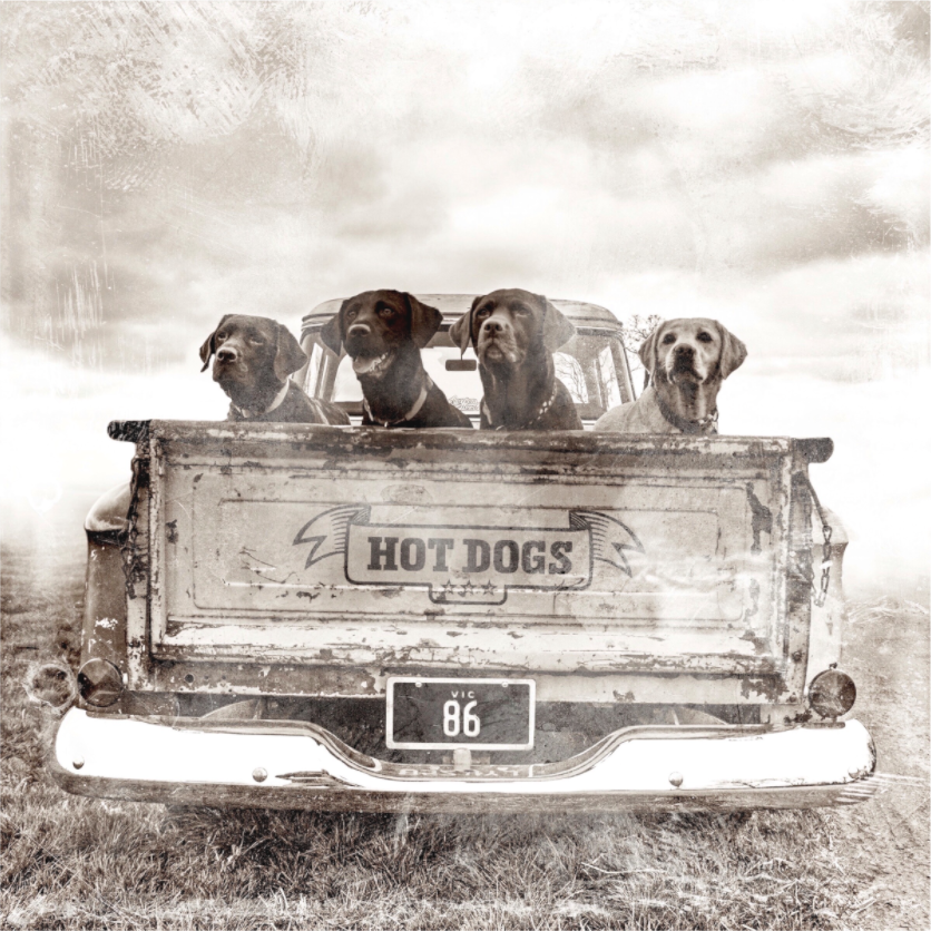 Dogs