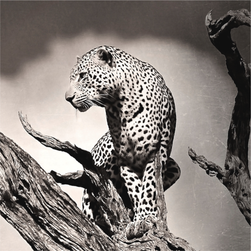 Leopard