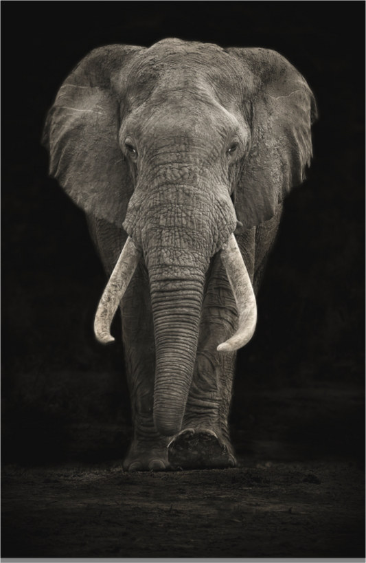 Walking Elephant
