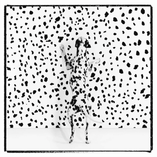 Dalmatian