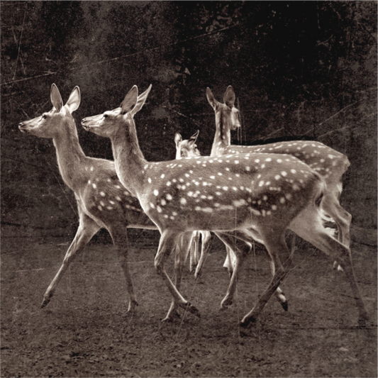 Deers