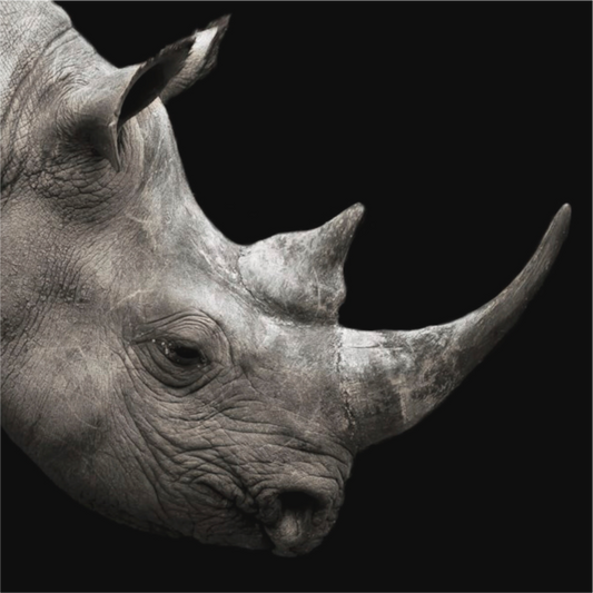 Rhino