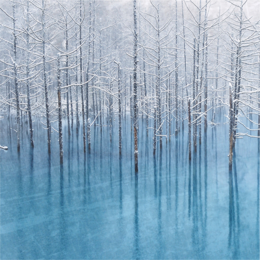 Iced Forest