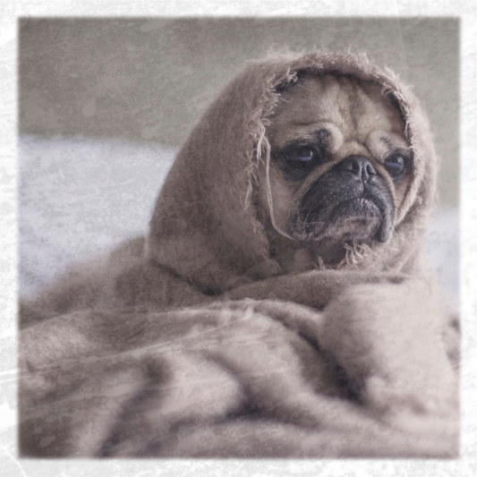 Cozy