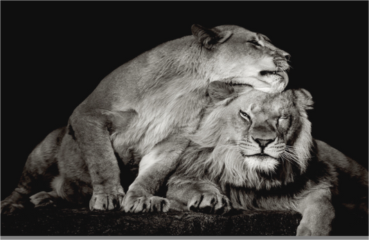 Lion Love
