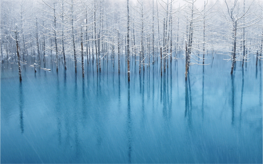 Iced Forest