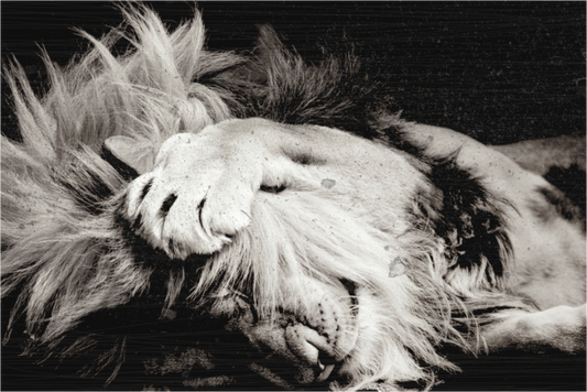 Lion Male