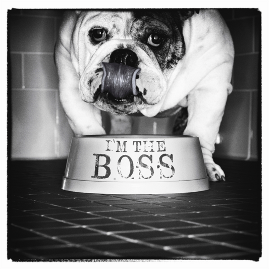 I'm the Boss