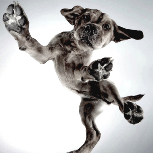 Puppy