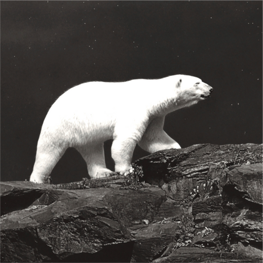 Polarbear