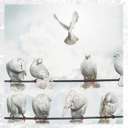 Dove of peace