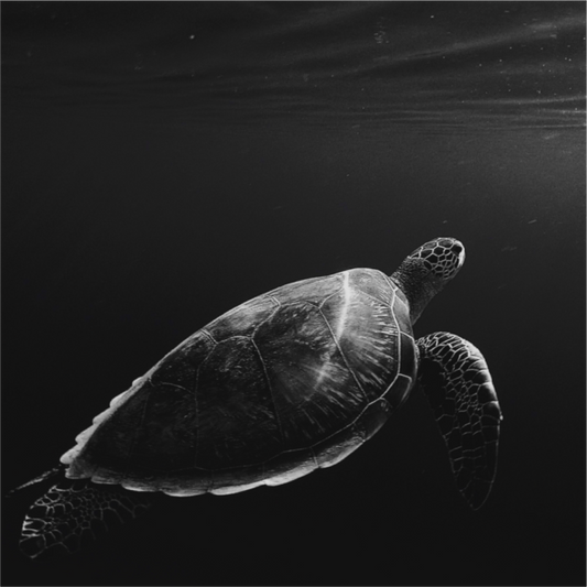 Tortoise