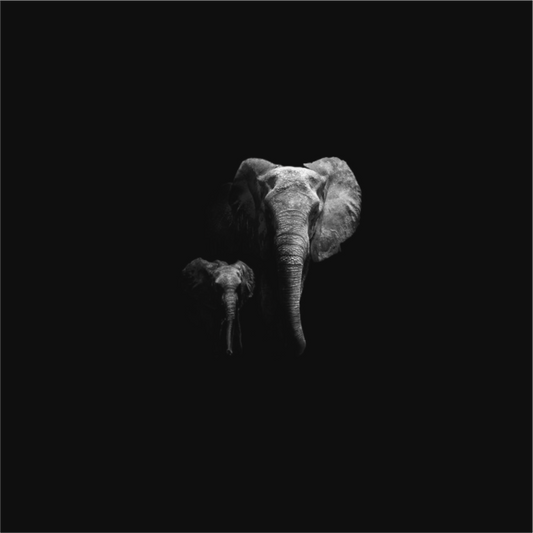 Elephant small and big