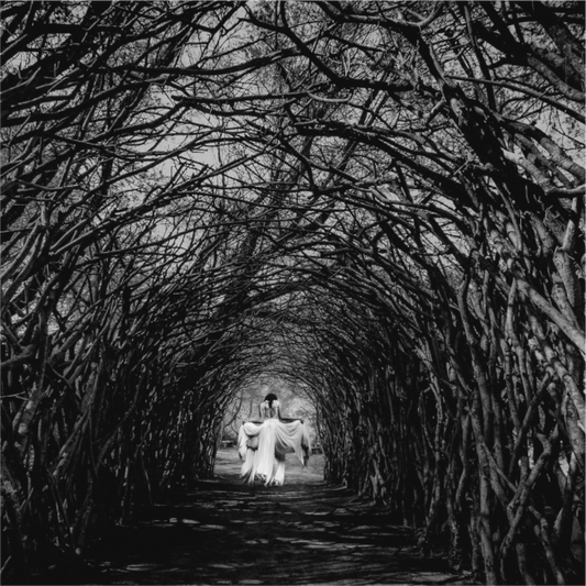 Magic Forest