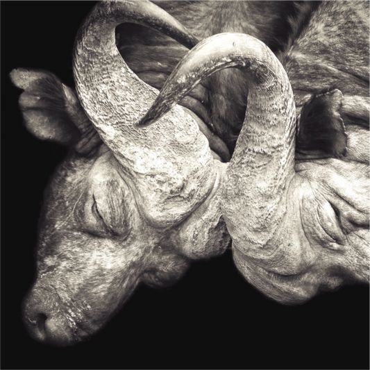 Buffalo