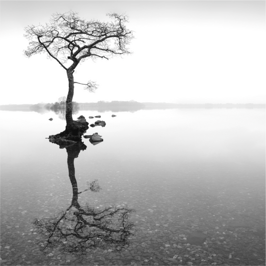 Tree with Lake