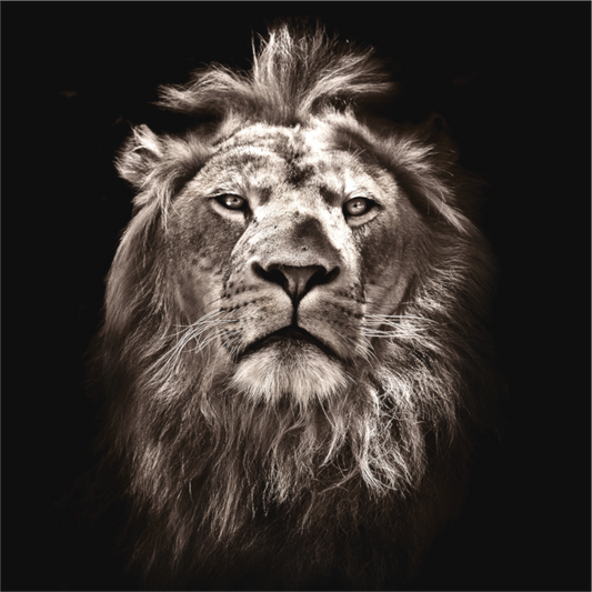 Proud Lion