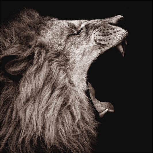 Lion Roar
