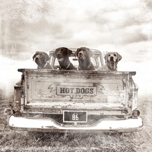 Dogs